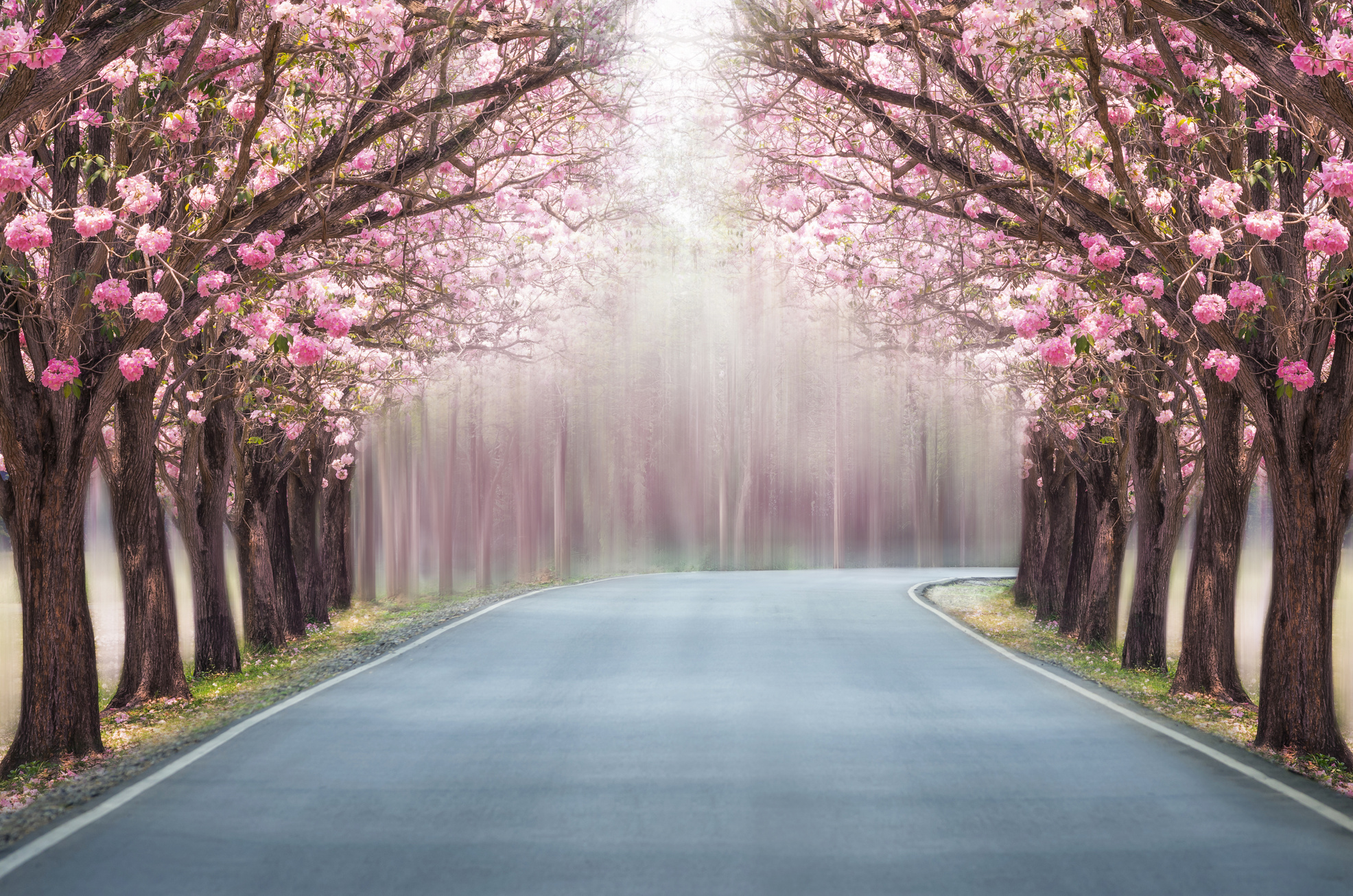 Beautiful Painting of Road with Cherry Blossoms